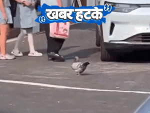 comp-13_1778423014.gif