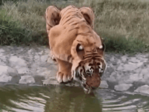 gifmagicsite-1_1777907748.gif